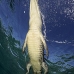 crocodile_american_chiq_jar_v_0402_cub2559.jpg
